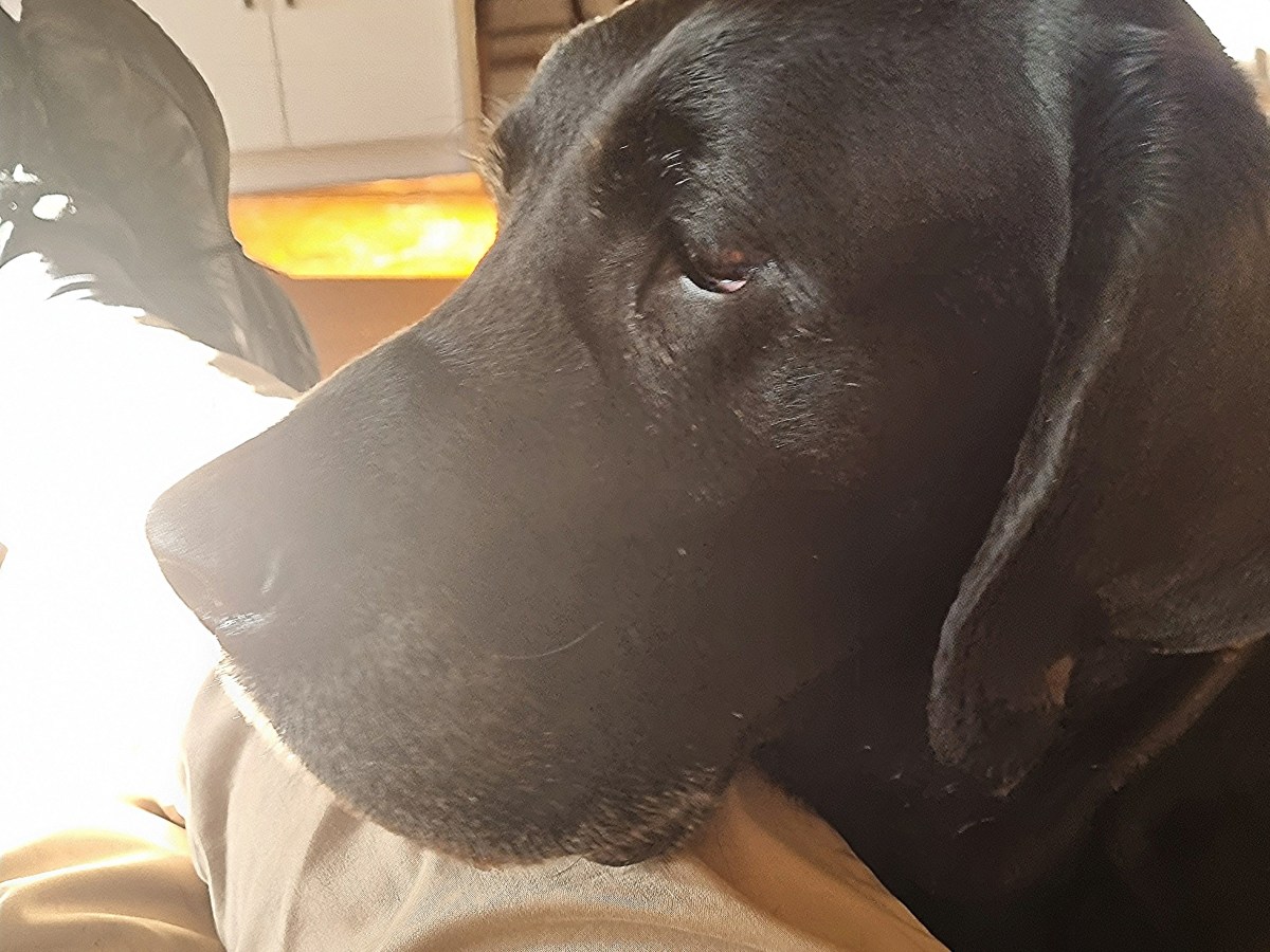 Some days and some&nbsp;dogs…