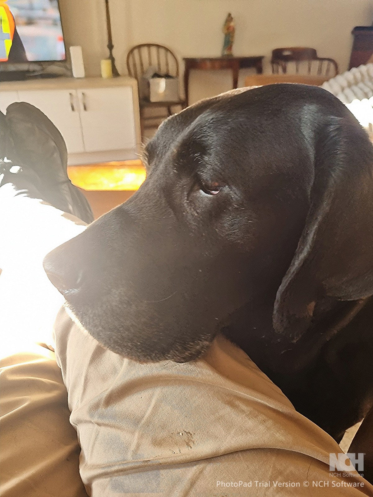 Some days and some&nbsp;dogs…